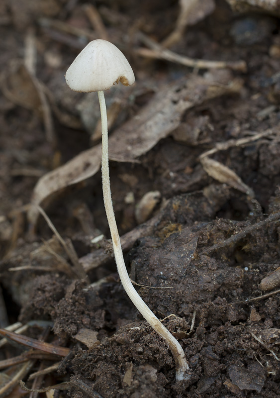 Conocybe bispora